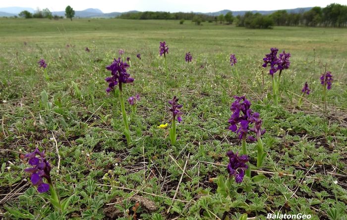 20170415 SZ Agarkosborok